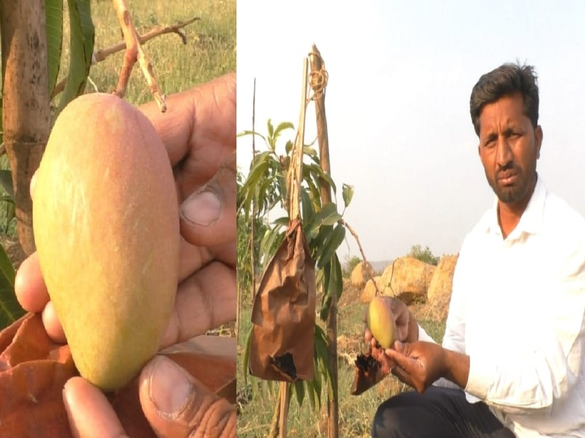 फक्त एका आंब्याची किंमत 10 हजार रुपये! महाराष्ट्रातील तरुणाने पिकवला जगातील सर्वात महागडा आंबा
