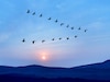 Why Birds Fly In V Pattern: पक्ष्यांचा थवा नेहमी V आकारातच का उडतो?