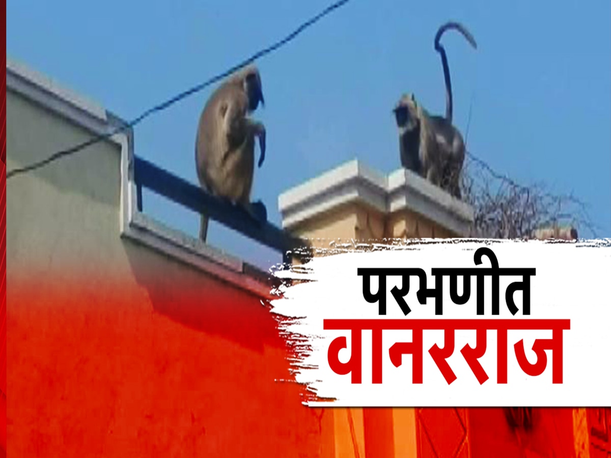 परभणीच्या मिरखेल गावात 700 वानरांचा उच्छाद, एका आजोबाला अपंगत्व तर चिमुकलीचा मृत्यू