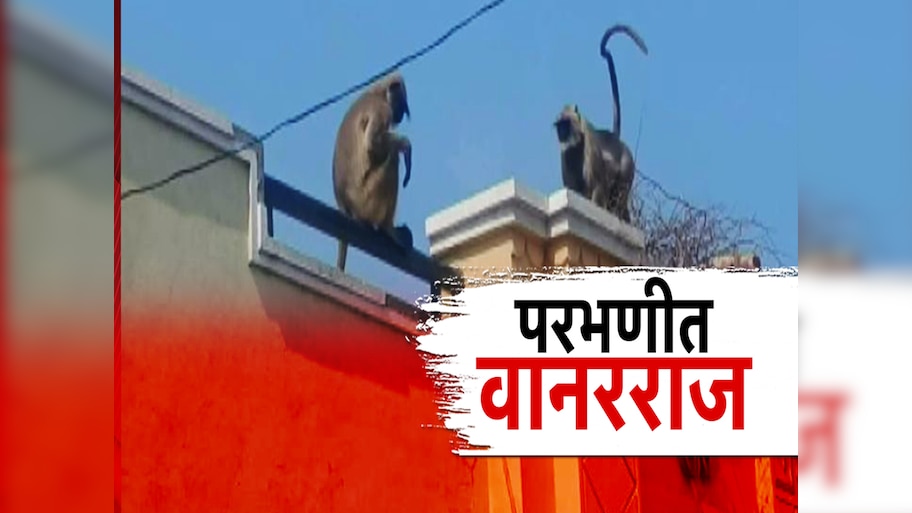 परभणीच्या मिरखेल गावात 700 वानरांचा उच्छाद, एका आजोबाला अपंगत्व तर चिमुकलीचा मृत्यू