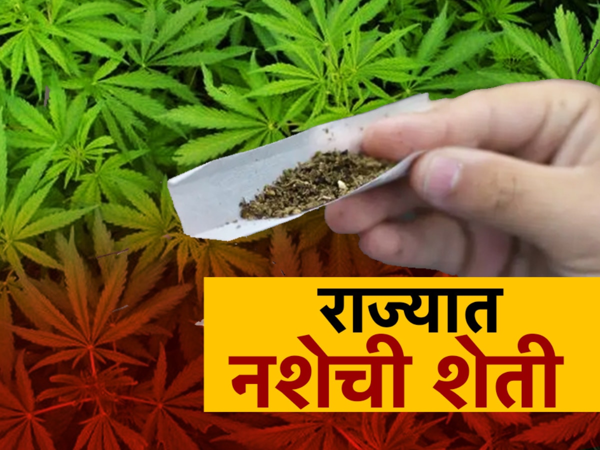 महाराष्ट्रात सुरुय नशेची शेती! सापडलं गांजाचं रॅकेट; पोलीस मुळापर्यंत कधी पोहोचणार? 