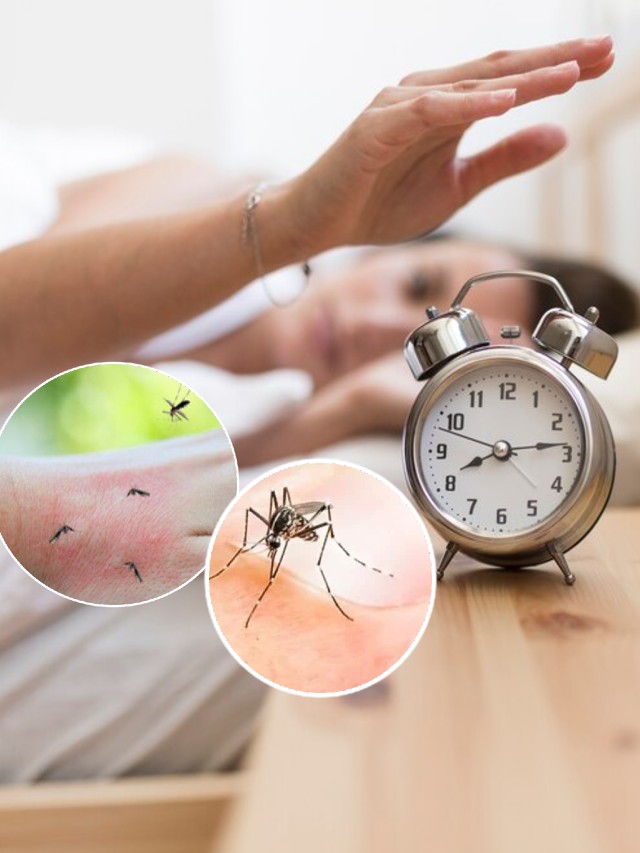 mosquitoes