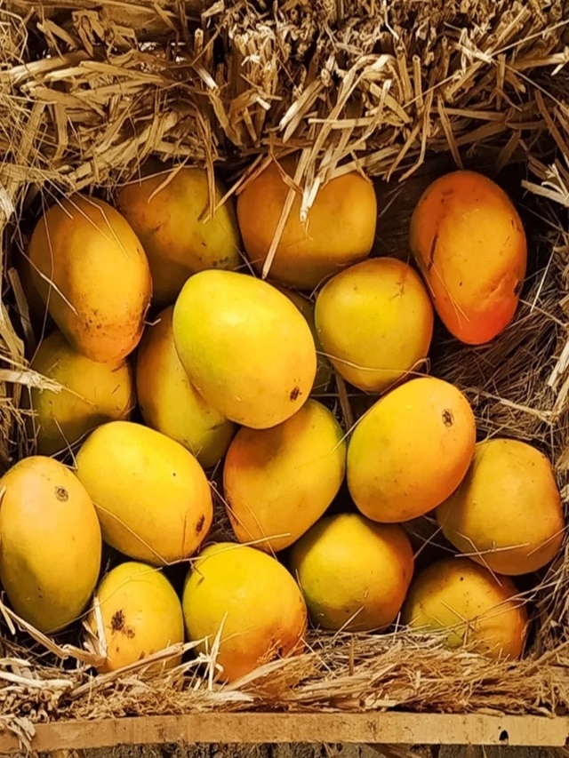 foof habits, What not to eat with mangoes, Harmful food combinations with mango, Can we eat mango with curd, Side effects of eating mango with soda, Mango and spicy food combination, Mango digestion problems, Mango and acidic fruits together, आंबा,  हापूस आंबा, मराठी बातम्या, आहाराच्या सवयी 