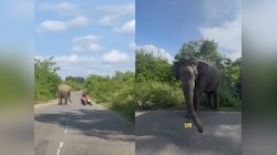 VIDEO: भारतात कॅनेडियन व्लॉगरचा हत्तीसोबत थरारक सामना; क्षणातच वाचला मित्राचा जीव