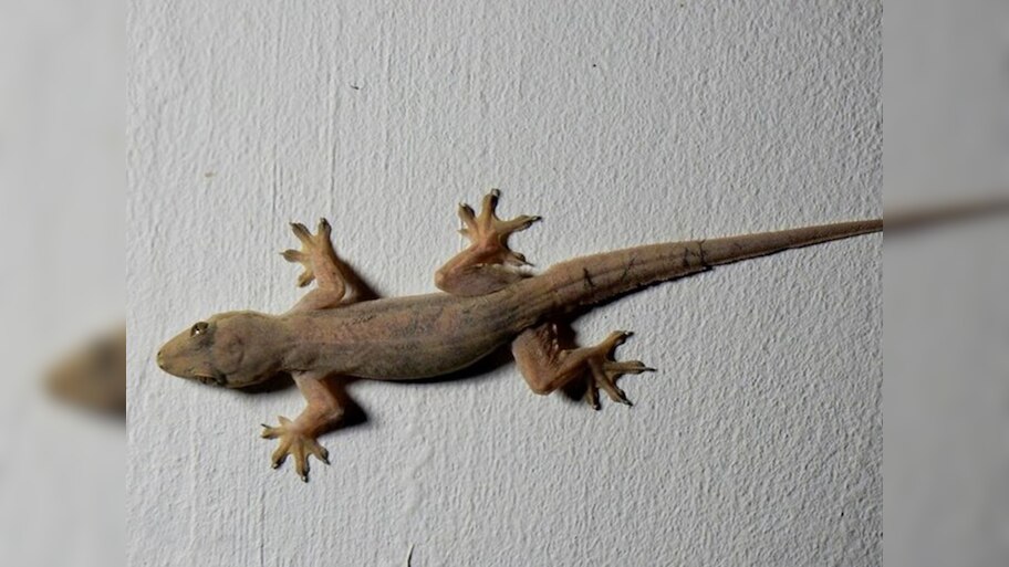 Lizard fall on body is good or bad know 10 points; Lizard on Body ...