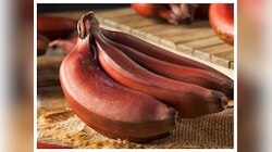 लाल केळी कधी खाल्लीयेत का? फायदे वाचून तुम्हीही थक्क व्हाल!
