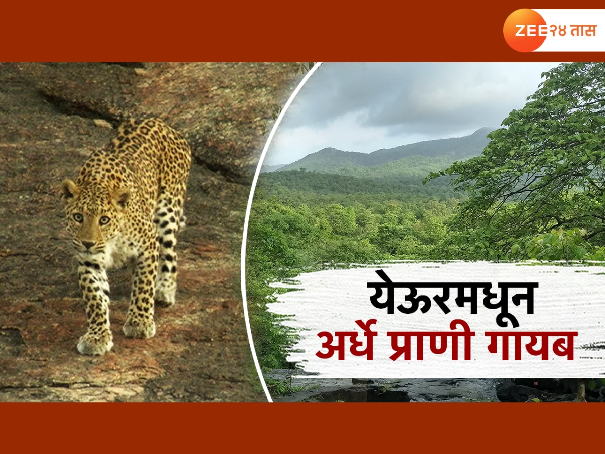 येऊरच्या जंगलातून निम्मे प्राणी पळाले, काय आहे नेमकं कारण?