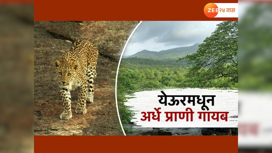 येऊरच्या जंगलातून निम्मे प्राणी पळाले, काय आहे नेमकं कारण?