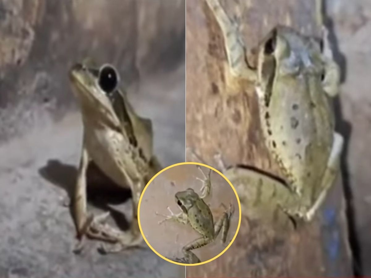 महाराष्ट्रात आढळला दुर्मिळ ‘स्पायडरमॅन’ बेडूक! भिंतीवर चढताना पाहण्यासाठी नागरिकांची गर्दी