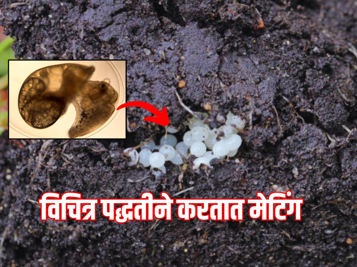 GK : एक असा प्राणी, जो मानेने घालतो अंड, कॅमेऱ्यात कैद झाला दुर्लक्ष क्षण 
