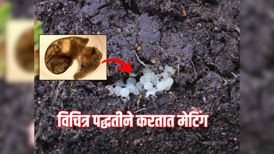 GK : एक असा प्राणी, जो मानेने घालतो अंड, कॅमेऱ्यात कैद झाला दुर्लक्ष क्षण 