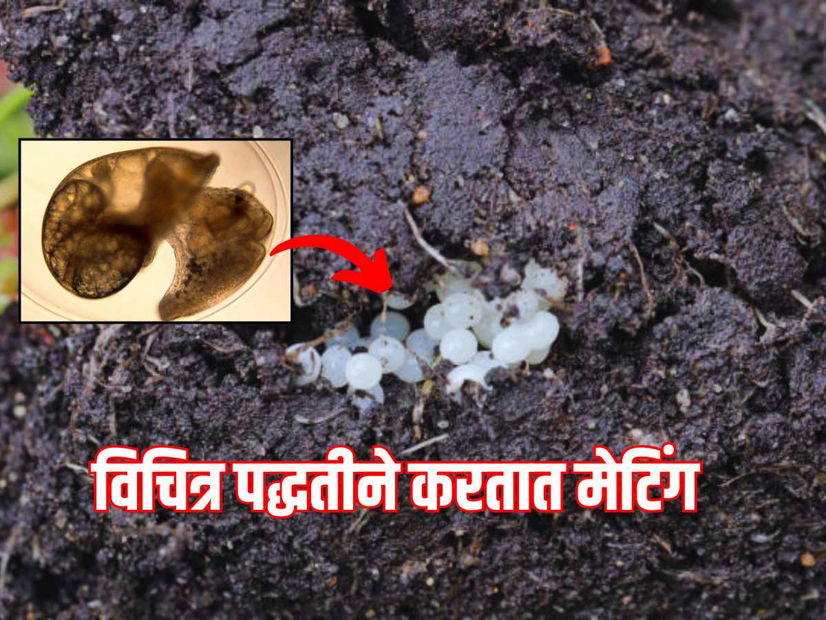GK : एक असा प्राणी, जो मानेने घालतो अंड, कॅमेऱ्यात कैद झाला दुर्लक्ष क्षण GK : एक असा प्राणी, जो मानेने घालतो अंड, कॅमेऱ्यात कैद झाला दुर्लक्ष क्षण