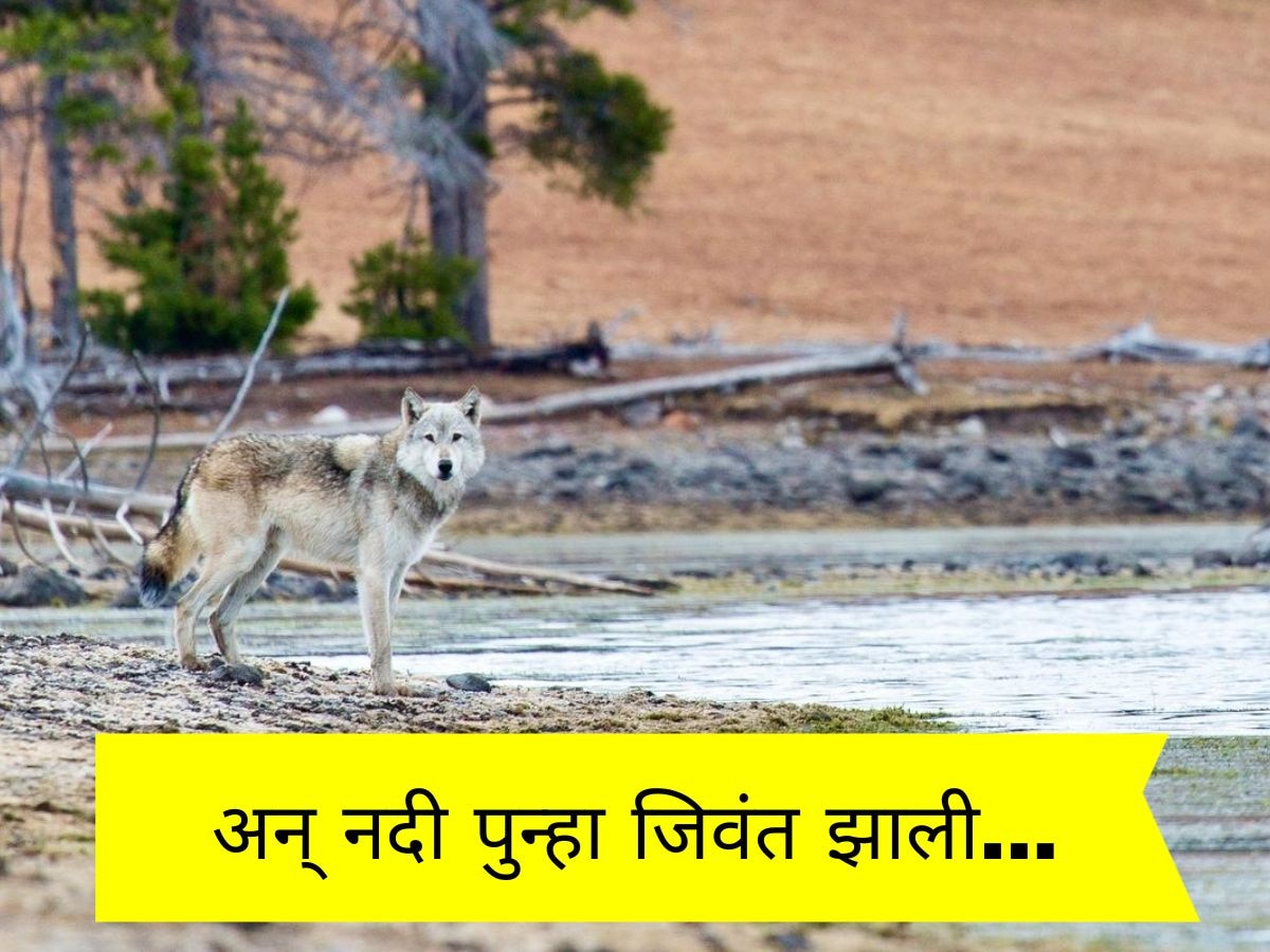 हा तर निसर्गाचा चमत्कार! 100 वर्षांपूर्वी आटलेली नदी 14 लांडग्यामुळं पुन्हा जिवंत झाली