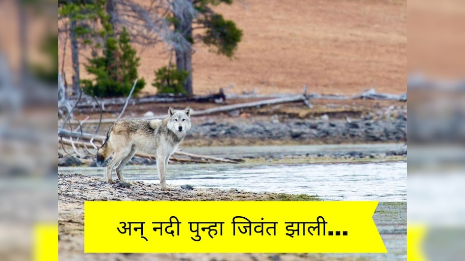 हा तर निसर्गाचा चमत्कार! 100 वर्षांपूर्वी आटलेली नदी 14 लांडग्यामुळं पुन्हा जिवंत झाली