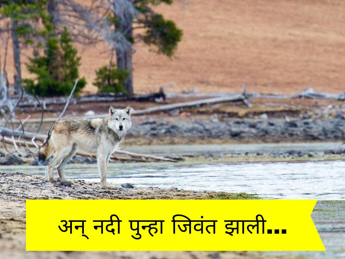 हा तर निसर्गाचा चमत्कार! 100 वर्षांपूर्वी आटलेली नदी 14 लांडग्यामुळं पुन्हा जिवंत झाली हा तर निसर्गाचा चमत्कार! 100 वर्षांपूर्वी आटलेली नदी 14 लांडग्यामुळं पुन्हा जिवंत झाली