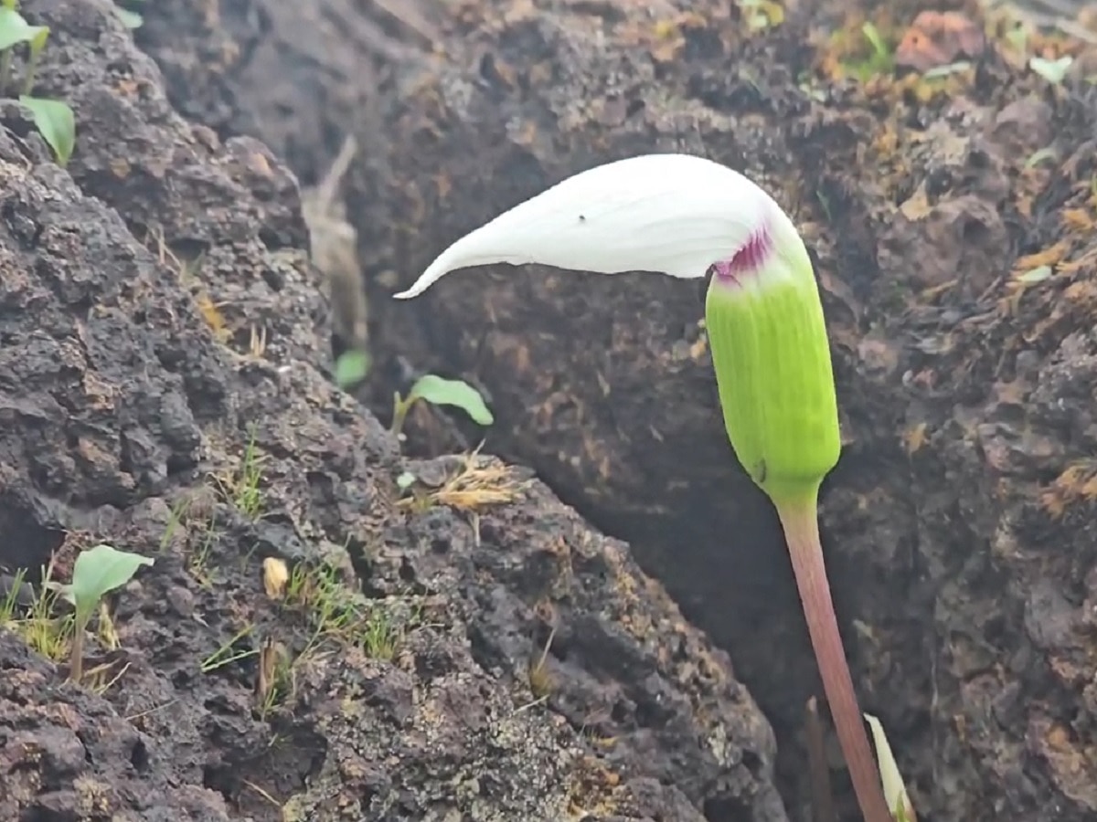 Pathar In English Kaas Pathar in Maharashtra: साताऱ्याच्या जगप्रसिद्ध कास पठारावर मे ...