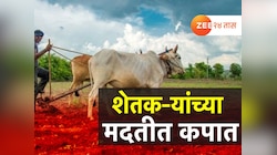 शेतकऱ्यांना दणका! राज्य सरकारकडून पीक नुकसान भरपाईच्या मदत रकमेत कपात