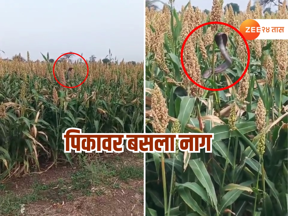 ज्वारीच्या कणसावर नागोबा डुलाया लागला, Video Viral