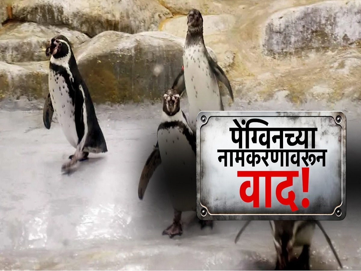 पेंग्विनच्या नामकरणावरून वाद, पेग्विंनच्या पिल्लांना मराठी नावं द्या भाजपची मागणी