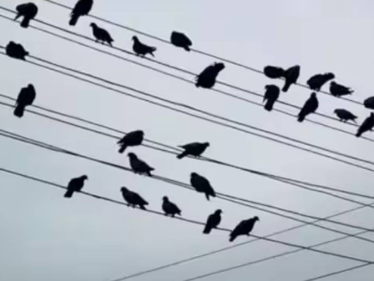 Why do birds not get electrocuted even when they sit on electric wires