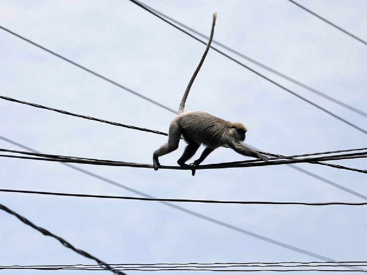 Why do birds not get electrocuted even when they sit on electric wires
