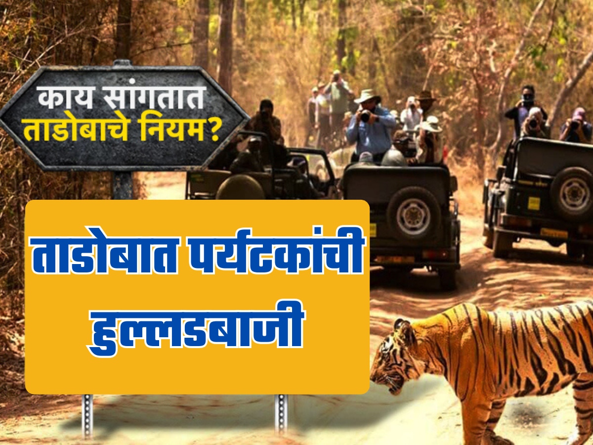 समोरुन आला पट्टेदार वाघ, पर्यटक गाड्या थांबवून खाली उतरले; ताडोबामध्ये हुल्लडबाजी