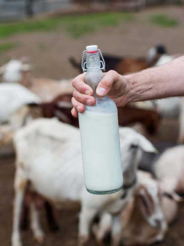 Reasons to drink Goat Milk for Your Skin and eyes