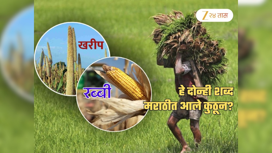 'खरीप' आणि 'रब्बी' हे 2 शब्द मराठीत आले कुठून? दोघांचा खरा अर्थ फारच रंजक