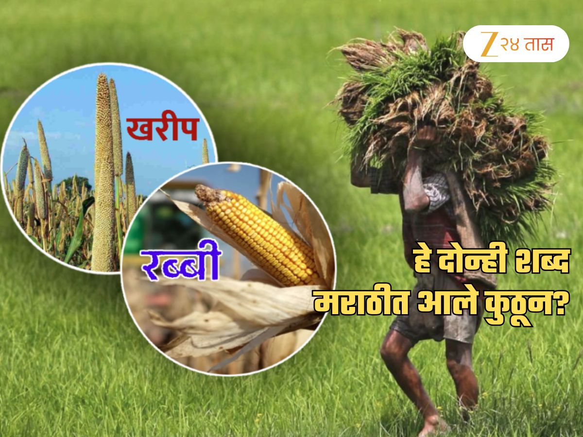 'खरीप' आणि 'रब्बी' हे 2 शब्द मराठीत आले कुठून? दोघांचा खरा अर्थ फारच रंजक 'खरीप' आणि 'रब्बी' हे 2 शब्द मराठीत आले कुठून? दोघांचा खरा अर्थ फारच रंजक
