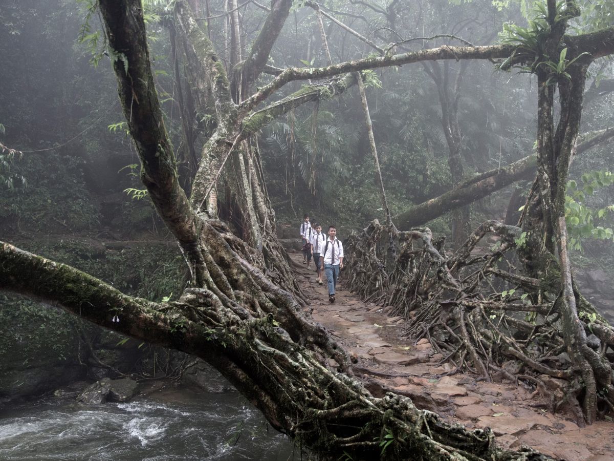 Trending News Facts About Worlds most unique Living Root Bridge in ...
