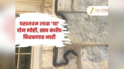 सापाचा सर्वात मोठा शत्रू, घराजवळ लावा 'या' दोन गोष्टी, साप कधीच फिरकणार नाही