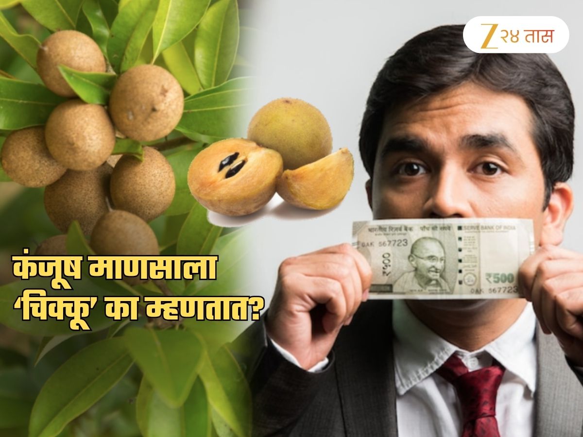 कंजूष माणसाला ‘चिक्कू’ का म्हणतात? पैसे खर्च न करण्याचा या गोड फळाशी काय संबंध?