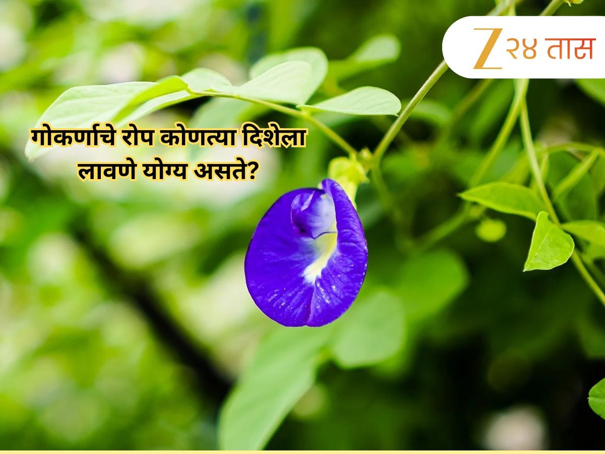 आर्थिक प्रगतीसाठी घराच्या 'या' दिशेला लावा गोकर्णाचं रोप, घरात सुख-समृद्धी नांदेल 