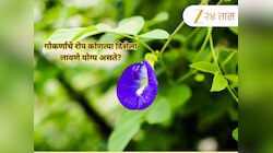 आर्थिक प्रगतीसाठी घराच्या 'या' दिशेला लावा गोकर्णाचं रोप, घरात सुख-समृद्धी नांदेल 