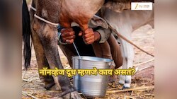 What is Non Veg Milk: मांसाहारी दुधावरुन भारत आणि अमेरिका भिडली; पण Non Veg Milk काय असतं?