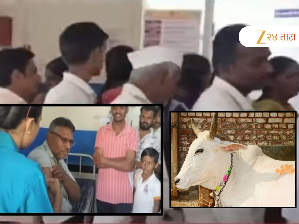 गायीमुळं संपूर्ण गाव पोहोचलं रुग्णालयात, गावकऱ्यांच्या लांबच्या लांब रांगा, संभाजीनगरमधील अजब प्रकार