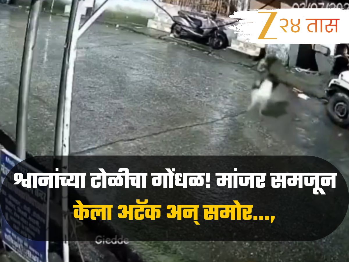 Viral Dog Gang Attack Leopard Watch What Happened Next Funny Video