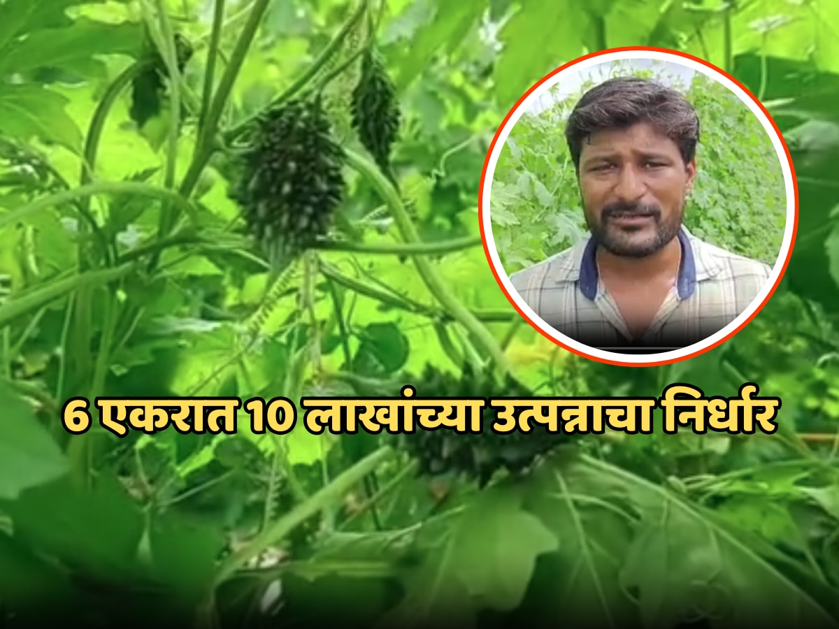 Dhule bitter gourd farmer sagar patil Success Story Marathi news | कडू कारल्यामुळे तरुण शेतकऱ्याच्या आयुष्यात गोडवा, 6 एकरात 10 लाखांच्या उत्पन्नाचा निर्धार!