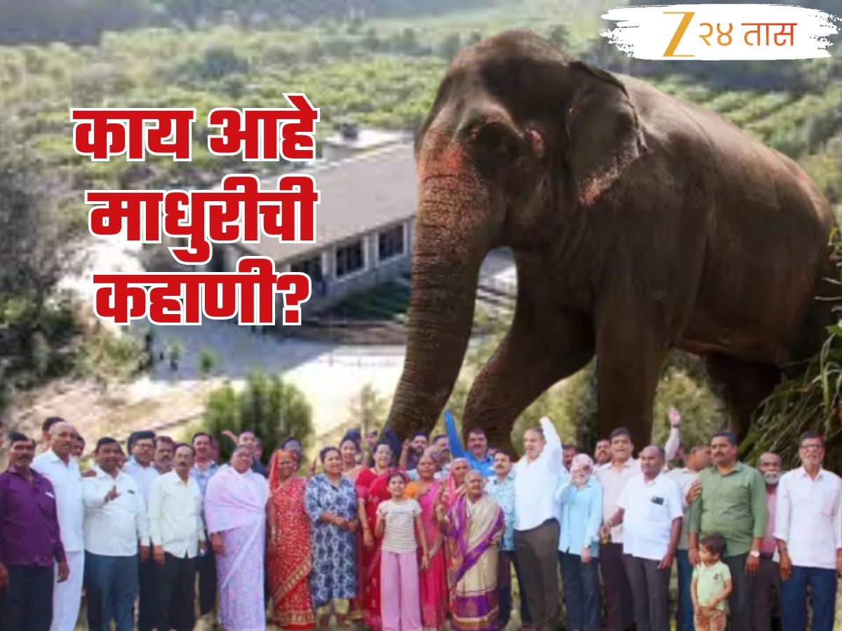 महादेवी आणि माधुरी एकच का? हत्तीणीसाठी कोल्हापूरकर उतरले रस्त्यावर; काय आहे नेमकं प्रकरण?