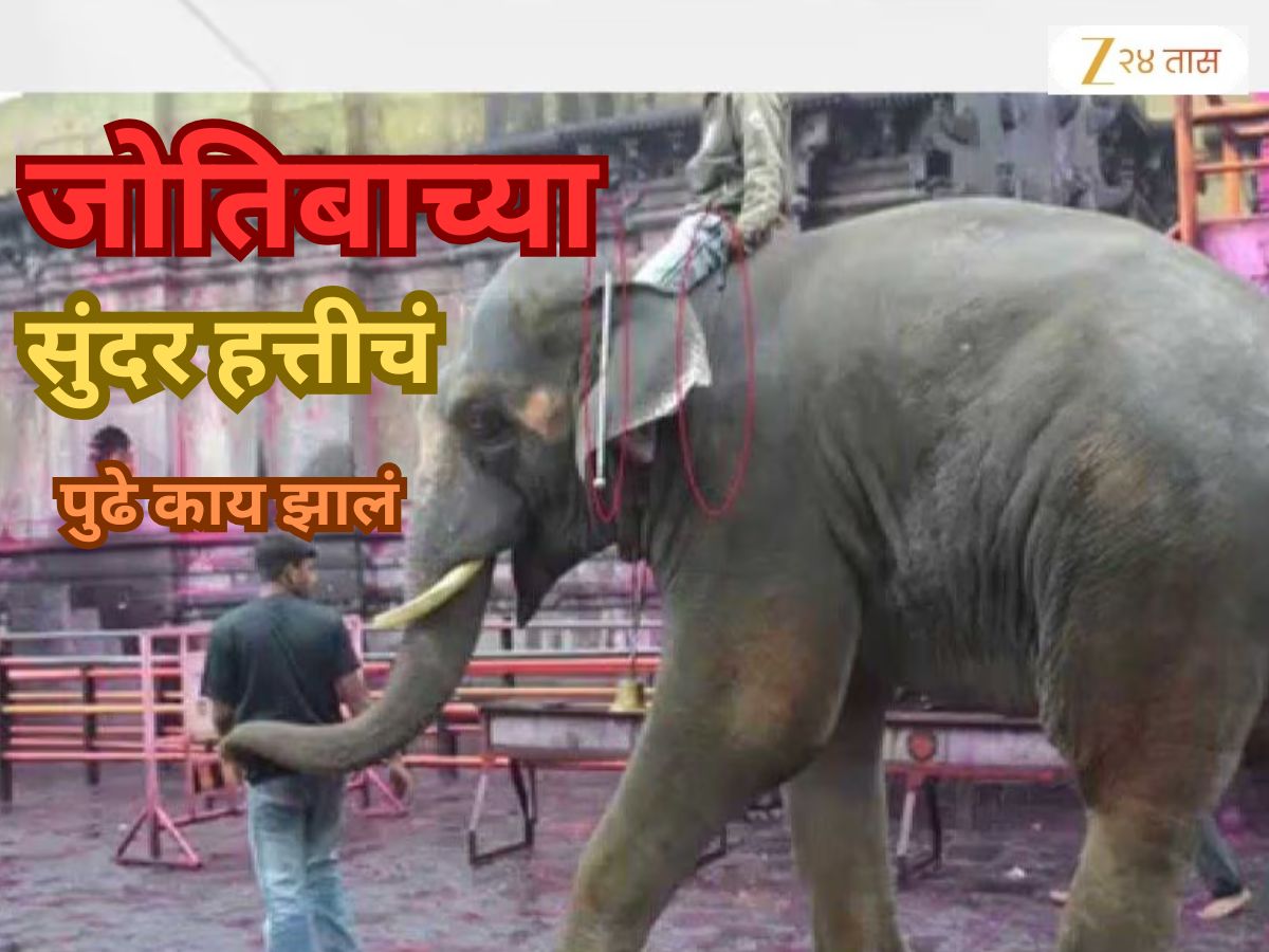 महादेवीप्रमाणे जंगलात पाठवलेल्या जोतीबाच्या सुंदर हत्तीचं पुढे काय झालं? ते प्रश्न अजूनही अनुत्तरित महादेवीप्रमाणे जंगलात पाठवलेल्या जोतीबाच्या सुंदर हत्तीचं पुढे काय झालं? ते प्रश्न अजूनही अनुत्तरित