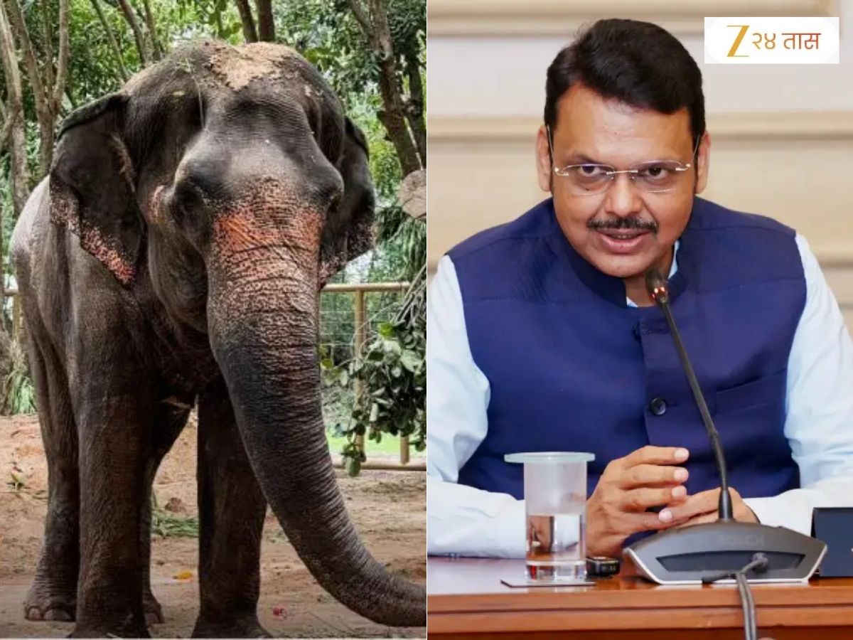महादेवी हत्तीणीला परत आणण्यासाठी राज्य सरकारचा मोठा निर्णय, CM फडणवीसांनी बैठकीत दिली माहिती