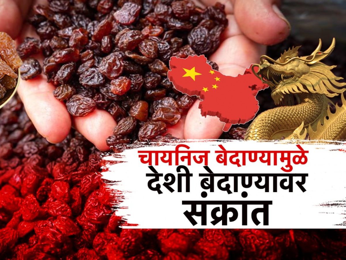 भारतीय बेदाण्यांवर ड्रॅगनचा डोळा ! चायनिज बेदाण्यामुळे देशी बेदाण्यावर संक्रांत
