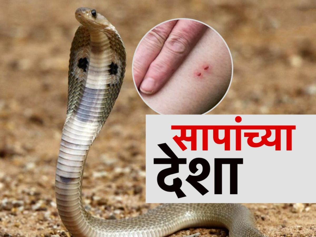 भारतात सर्पदंशामुळे सर्वाधिक मृत्यू, सर्पदंशामुळे वाढवली देशाची चिंता