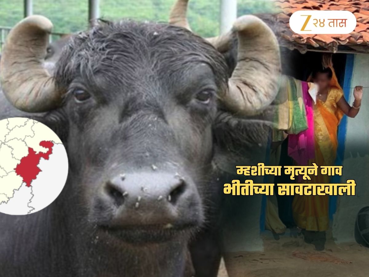 म्हशीच्या मृत्यूने खळबळ, रेबीज इंजेक्शनसाठी गर्दी; महाराष्ट्रातील ‘या’ गावावर मृत्यूचं सावट?