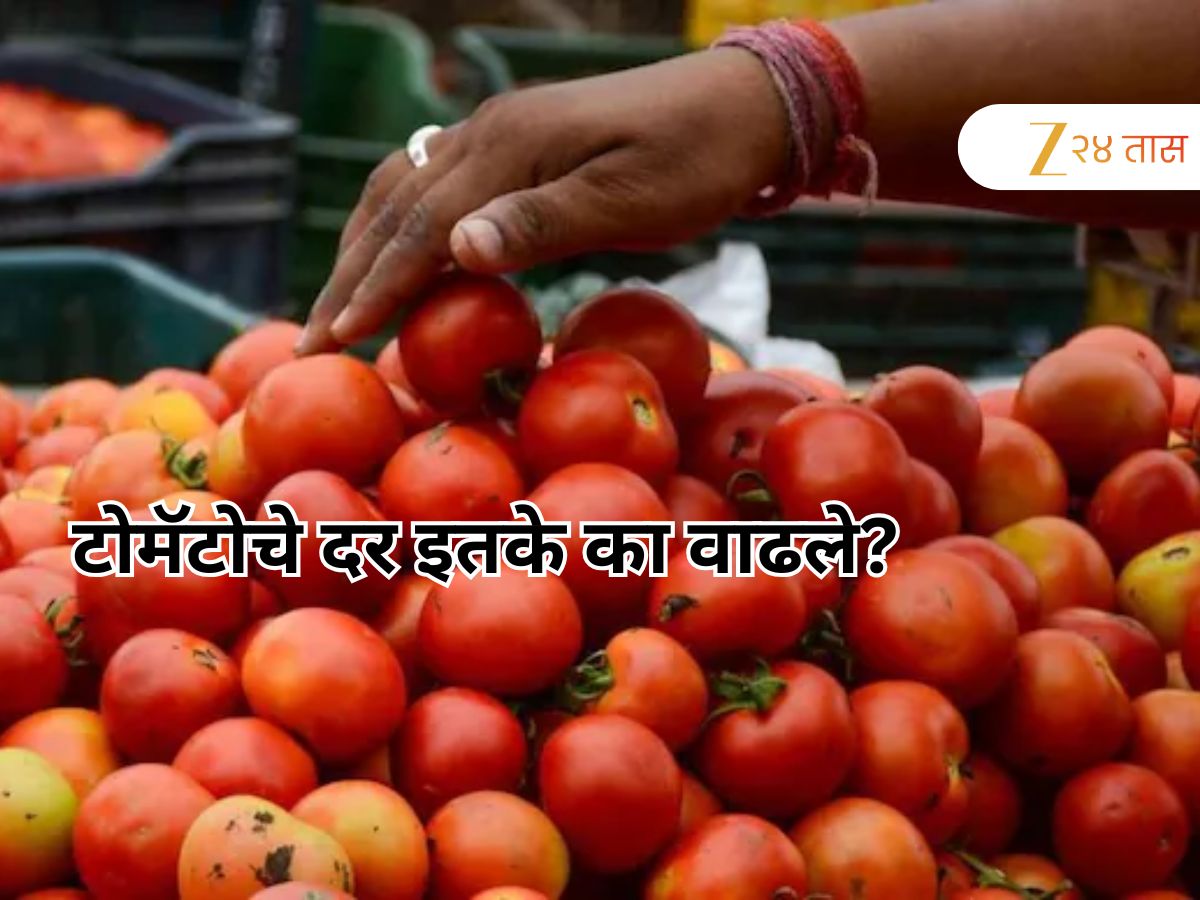 ऐन सणासुदीत गृहिणींचे बजेट बिघडणार, टोमॅटोचे भाव गगनाला, कारण काय?