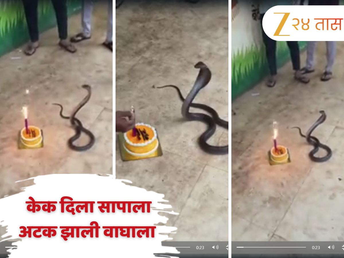 सापाचा वाढदिवस साजरा करणाऱ्या ‘वाघा’ला अटक! Video Viral झाल्याने राडा
