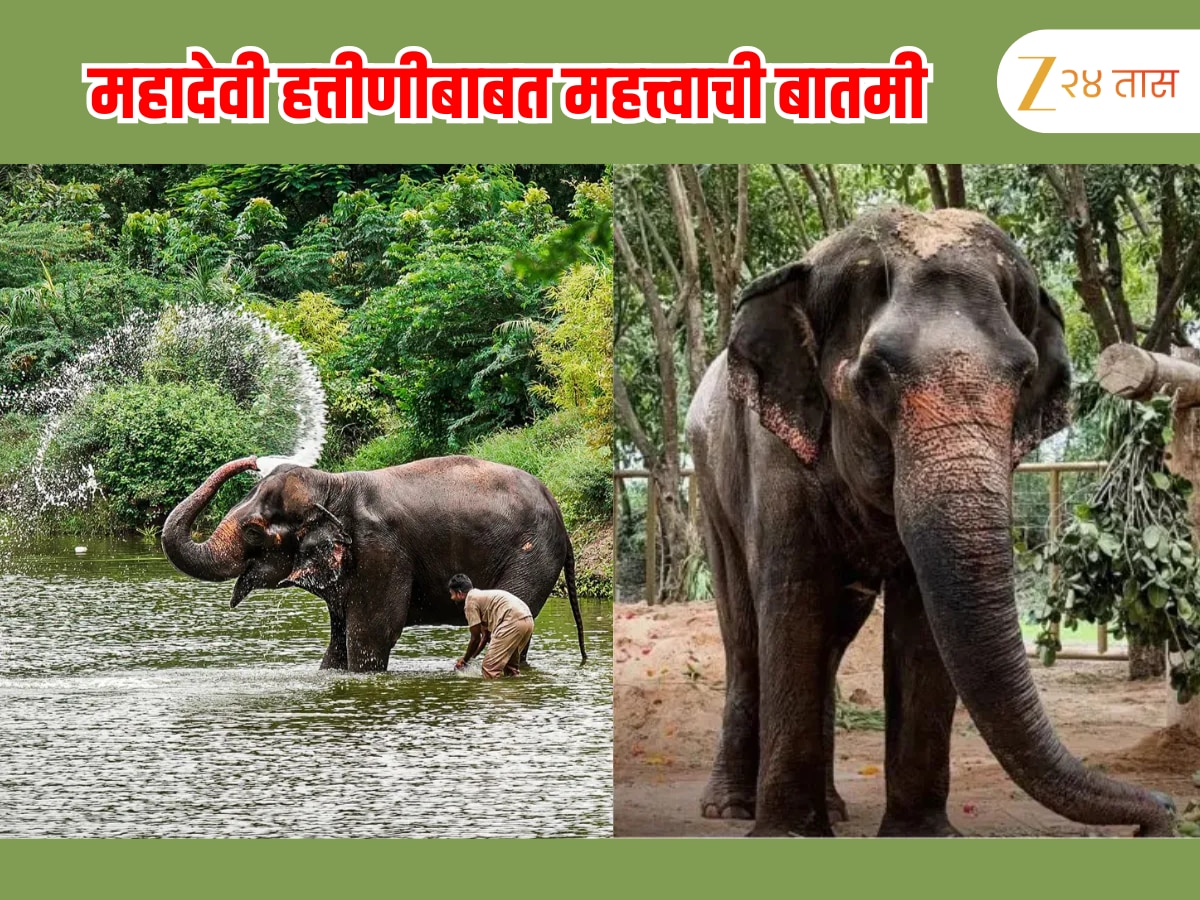 महादेवी हत्तीणीबाबतची आतापर्यंतची मोठी अपडेट; कोल्हापूरकरांसाठी महत्त्वाची बातमी, काही दिवसांत…