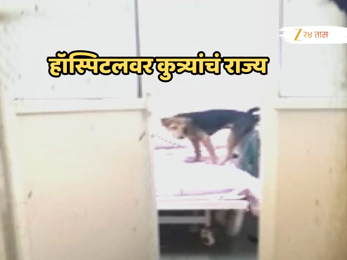 आधी साप आढळला आता कुत्र्यांचा वावर, माणसांचे हॉस्पिटल की पशू रुग्णालय? VIDEO पाहून बसेल धक्का!