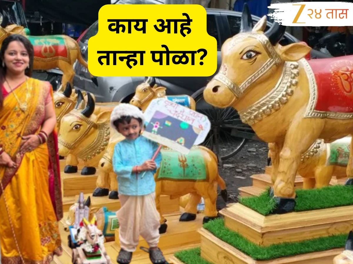 बैल पोळा झाला आता तान्हा पोळ्याची उत्सुकता! महाराष्ट्रात फक्त ‘या’ ठिकाणी असतो उत्साह, काय आहे परंपरा?