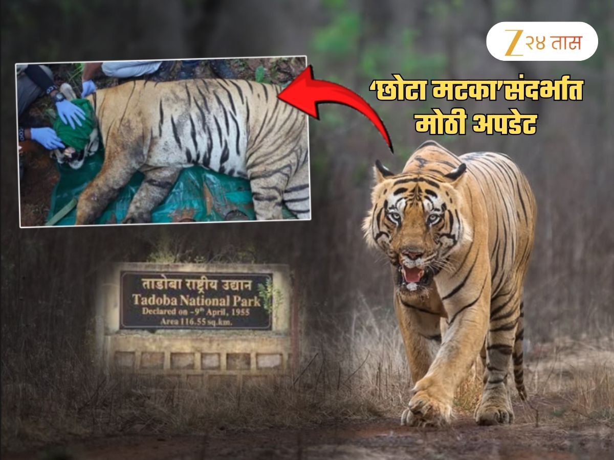 ताडोबातील वाघाला संपवणाऱ्या ‘छोटा मटका’ला अखेर पकडलं: कारण फारच रंजक ताडोबातील वाघाला संपवणाऱ्या ‘छोटा मटका’ला अखेर पकडलं: कारण फारच रंजक